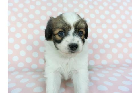 成約済の千葉県のパピヨン-99478の4枚目